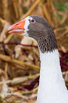 Gray Saddleback Pomeranian Goose (Anser anser), a medium-sized domestic goose likely developed from the wild Eastern Graylag Goose of Eurasia. Calamus, Iowa, USA, October.