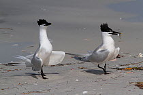 Sandwich Terns (Thalasseus sandvicensis) on sandy, Gulf of Mexico beach; male with a small fish, probably a Scaled Sardine, which it will eventually offer to a female as part of courtship ritual. St....