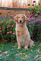 Male Golden Retriever in garden with  late fall flowers. Geneva, Illinois, USA, October.