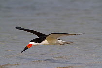 Black Skimmer (Rynchops niger) in breeding plumage in flight low over water. Pinellas County, Florida, USA, April.