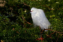Snowy Egret (Egretta thula) in breeding plumnage, perched on branch; note how the characteristic yellow feet of the species have temporarily morphed to orange. Osceola County, Florida, USA, March.
