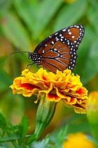 Queen Butterfly (Danaus gilippus) on marigold flower. Endemic to North and Souoth America. September.