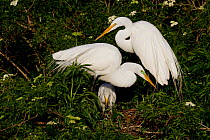 Pair of Great Egrets (Ardea alba) in breeding plumage, with chick at nest. Osceola County, Florida, USA, March.