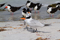 Royal Tern (Thalasseus maximus) in breeding plumage, with Scaled Sardine 'offering' to a female as part of courtship. Black Skimmers are in the background. Pinellas County, Florida, USA, April.