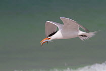 Royal Tern (Thalasseus maximus) in breeding plumage, in flight with Scaled Sardine offering for a female. Gulf of Mexico beach, Pinellas County, Florida, USA, April.