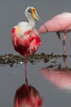 Adult Roseate Spoonbill (Platalea ajaja) in breeding plumage, standing in shallows of freshwater lake, immature standing behind. Sarasota County, Florida, USA, April.