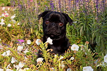 Portrait of Pug dog in fall flowers.