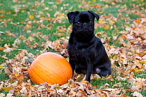 Portrait of Pug with pumpkin and fall leaves.