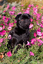 Pug sitting amongst pink flowers.