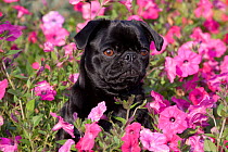 Pug dog sitting amongst pink flowers.