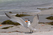 Royal Tern (Thalasseus maximus) in breeding plumage, wings spread, Gulf of Mexico beach. Pinellas County, Florida, USA, April.