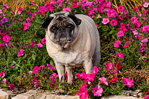 Pug dog with pink flowers.