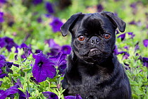 Black Pug dog with flowers