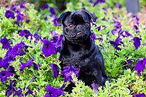 Pug in fall flowers.