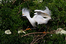Snowy Egret (Egretta thula) in breeding plumage, courtship display with plumes raised; note how characteristic yellow feet of the species have morphed into orange. Osceola County, Florida, USA, March.