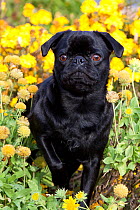Black Pug dog amongst flowers.