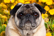 Pug dog portrait