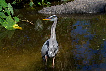 Great Blue Heron (Ardea herodias) with American Alligator in background. Osceola County, Florida, USA, March.