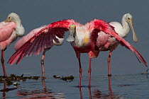 Adult Roseate Spoonbill (Platalea ajaja) stretching and drying wings after bathing them in shallow water; immature spoonbills in background. Sarasota County, Florida, USA, April.