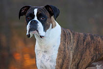 Male boxer dog portrait.