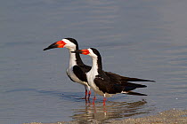 Black Skimmers (Rynchops niger) courting pair by shallows of a saltwater lagoon. St. Petersburg, Florida, USA, April.