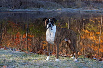 Male boxer dog portrait, by lake reflecting autumn colours.
