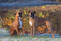 Male boxer dogs, by lake reflecting autumn colours.