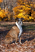 Male boxe dog sitting in sitting in autumn woodland.