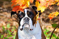 Male boxer portrait in autumn leaves.