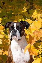 Male boxer portrait in autumn leaves.