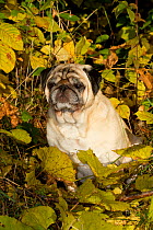Pug dog sitting amongst leaves.