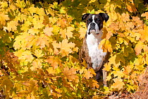 Male boxer dog sitting in autumn leaves.