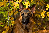 German Shepherd portrait in autumn leaves.
