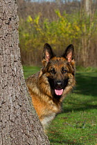 German Shepherd dog portrait by tree.
