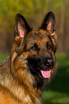 German Shepherd Dog portrait.
