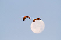 Sandhill Cranes (Grus canadensis) on migration flight by moon. Jasper and Pulaski Counties, Indiana, USA, December.
