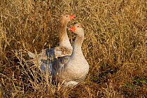 Domestic Goose, American Tufted Buff breed (Anser anser). Calamus, Iowa, USA, November.