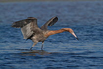 Reddish Egret (Egretta rufescens) in breeding plumage, foraging for food with wings open. St. Petersburg, Florida, USA, April.