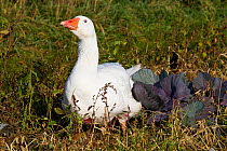 Embden domestic Goose (Anser anser), an old breed originally from either Germany or Denmark. Calamus, Iowa, USA, November.