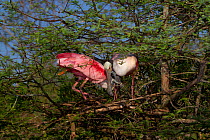 Nesting pair of Roseate Spoonbills (Platalea ajaja) in greeting ritual, marked by bill touching and vocalizations, by new nest (under construction) in Bald Cypress tree. St. John's County, Florida, US...