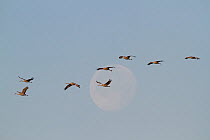 Sandhill Cranes (Grus canadensis) flying on migration in front of moon. Jasper and Pulaski Counties, Indiana, USA, December.