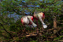 Nesting pair of Roseate Spoonbills (Platalea ajaja) in greeting ritual, marked by bill touching and vocalizations, by new nest (under construction) in Bald Cypress tree. St. John's County, Florida, US...