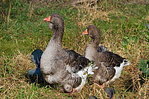 Domestic Goose, Toulouse  (Anser anser) an old breed descended from the wild Greylag Goose (Anser anser) in southern France. Calamus, Iowa, USA, May.