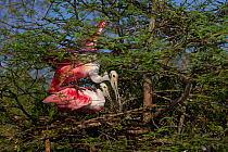 Roseate Spoonbills (Platalea ajaja) male climbing onto female's back to attempt mating by new nest (under construction) in Bald Cypress tree. St. John's County, Florida, USA, March.