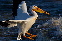 American White Pelican (Pelecanus erythrorynchos) in breeding plumage landing on the Mississippi River, near East Moline, Illinois, USA, May.