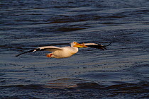 American White Pelican (Pelecanus erythrorynchos) in breeding plumage; note characteristic 'horn', which will drop off later in the breeding season, on upper mandible. Mississippi River, near East Mol...