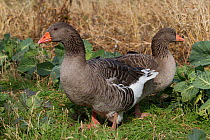 Pair of domestic Gray Geese (Anser anser) the traditional barnyard goose that was predominant throughout North America until the 1960's; direct descendant of domestic English Grey and wild Greylag Goo...