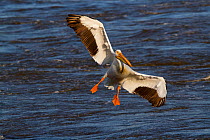 American White Pelican (Pelecanus erythrorynchos) in breeding plumage landing on Mississippi River, near East Moline, Illinois, USA, May.