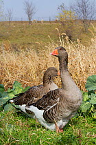 Domestic Gray Geese (Anser anser). Calamus, Iowa, USA, November.
