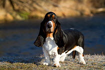 Basset Hound dog portrait